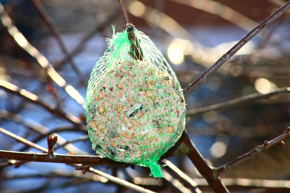 Talgboll online bird food