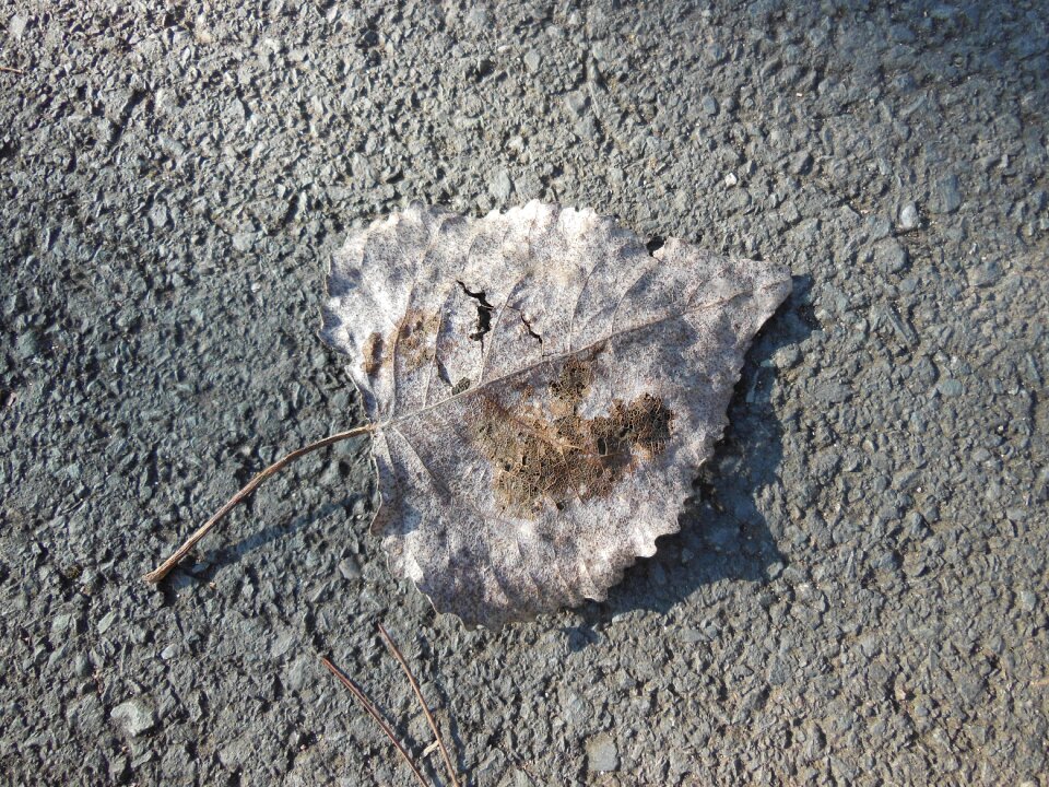 Sheet path dry