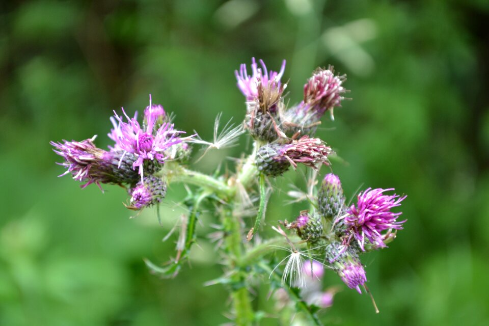 Blossom bloom thistle