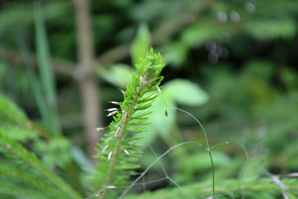 Needles tree conifer