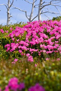 Hill side mountain peony