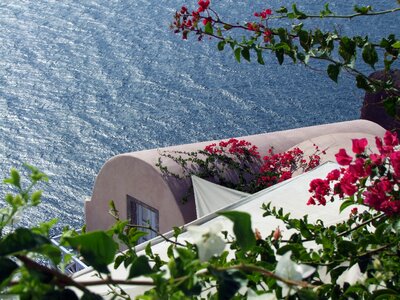 Bougainville plant romantic