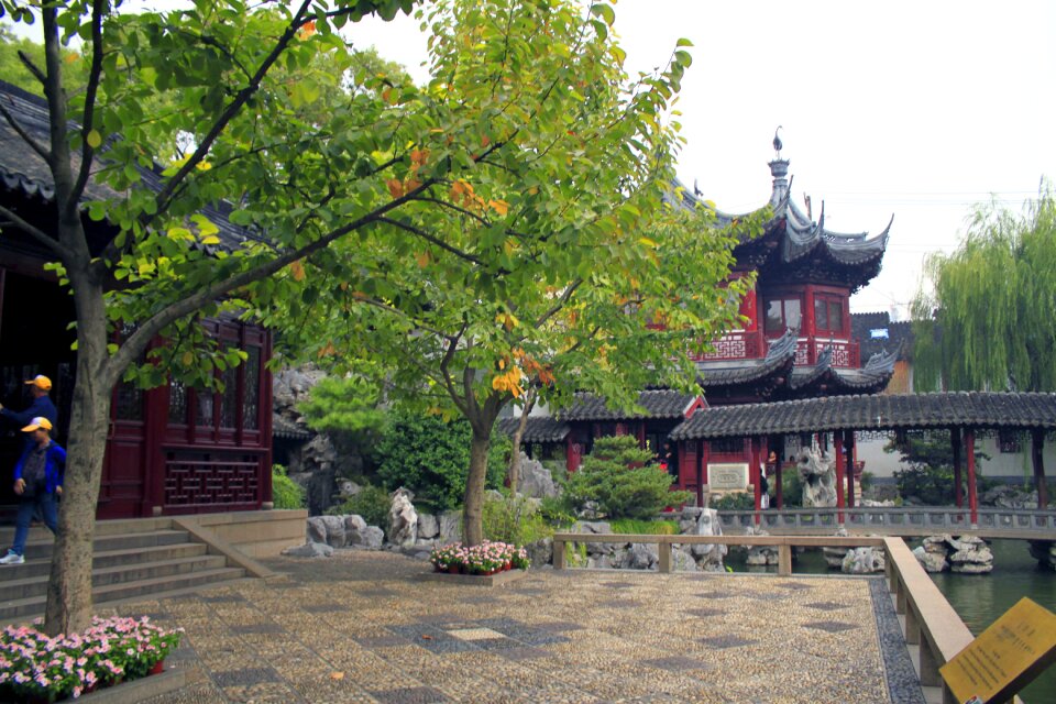 Asia traditional tree