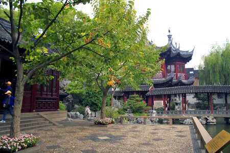 Asia traditional tree