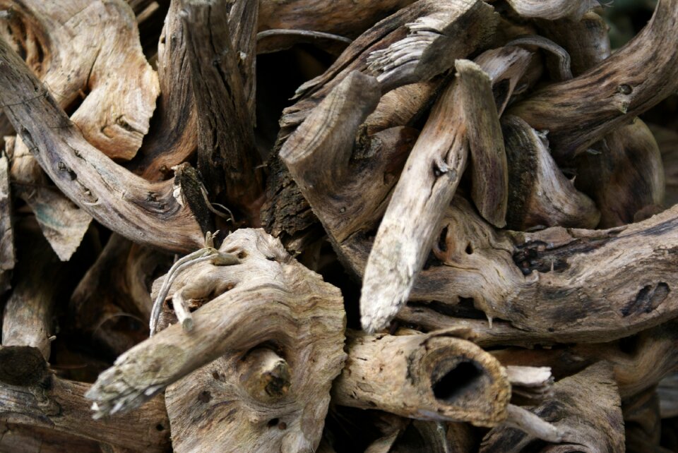 Winter forest root