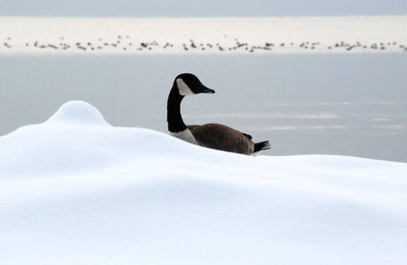 Ducks lake winter photo