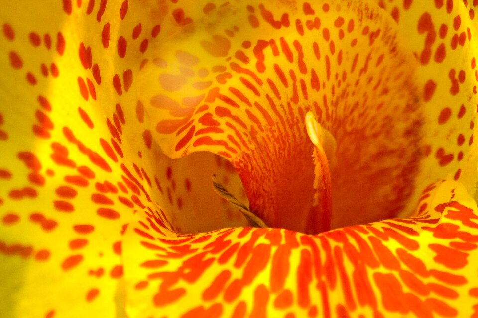 Petal macro
