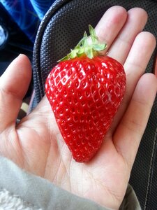 Fresh strawberry healthy