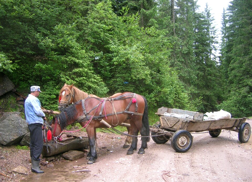 Cart peasant forest