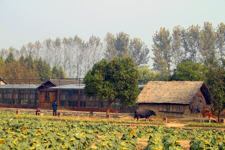 Green old landscape