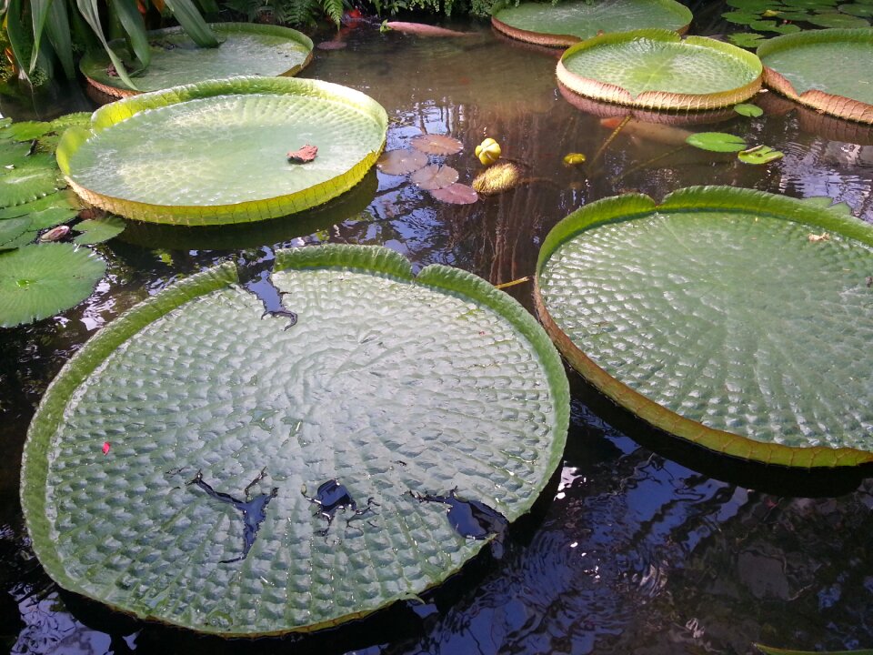 Pond plant garden tropical