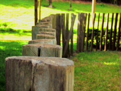 Old aligned trunk photo