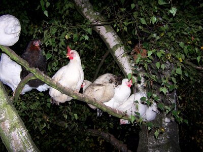 Chicken tree sleep