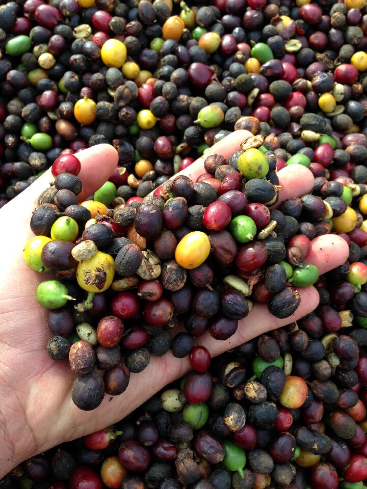 Dry coffee farm roça