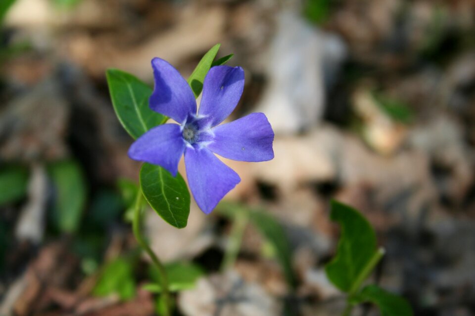 Plant purple flower violet