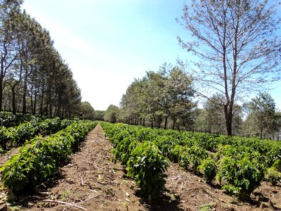 Plantation coffee plantation farm