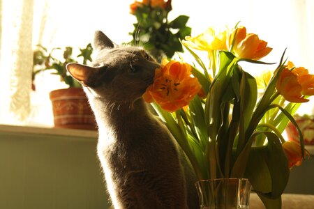 Cat flowers tulips