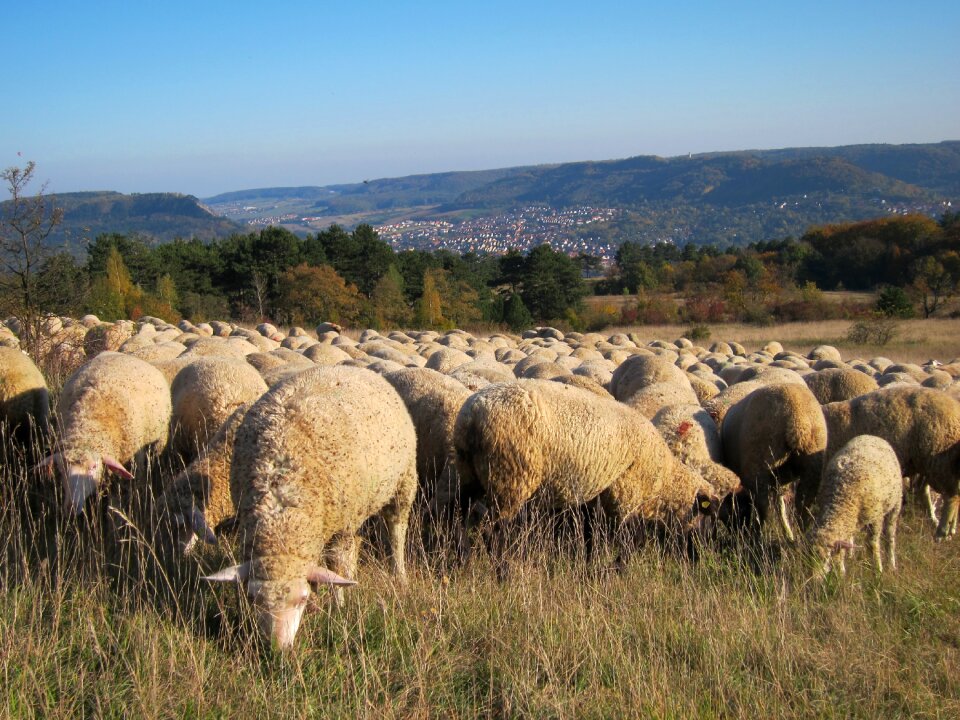 Graze animals idyll