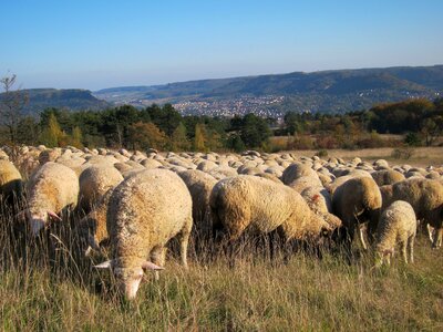 Graze animals idyll