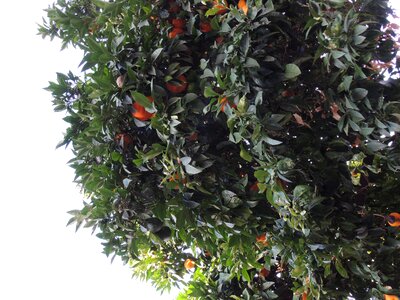 Tree mandarins plants
