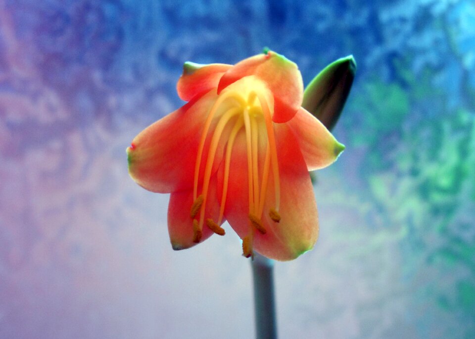 Amaryllis plant inflorescence plant