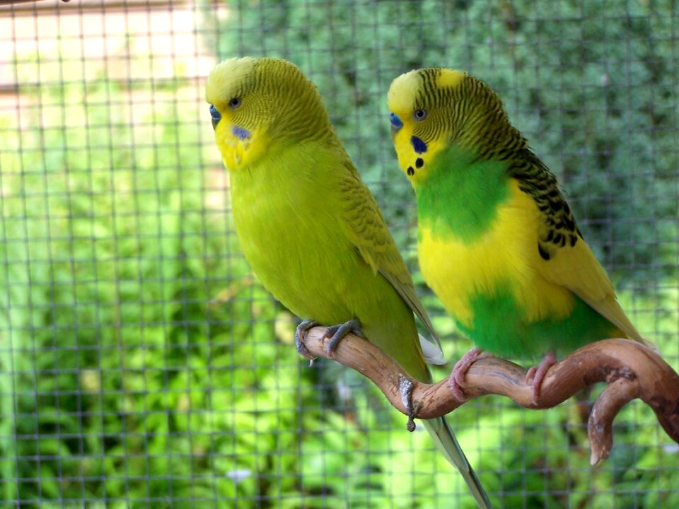 Animal world parakeets pets