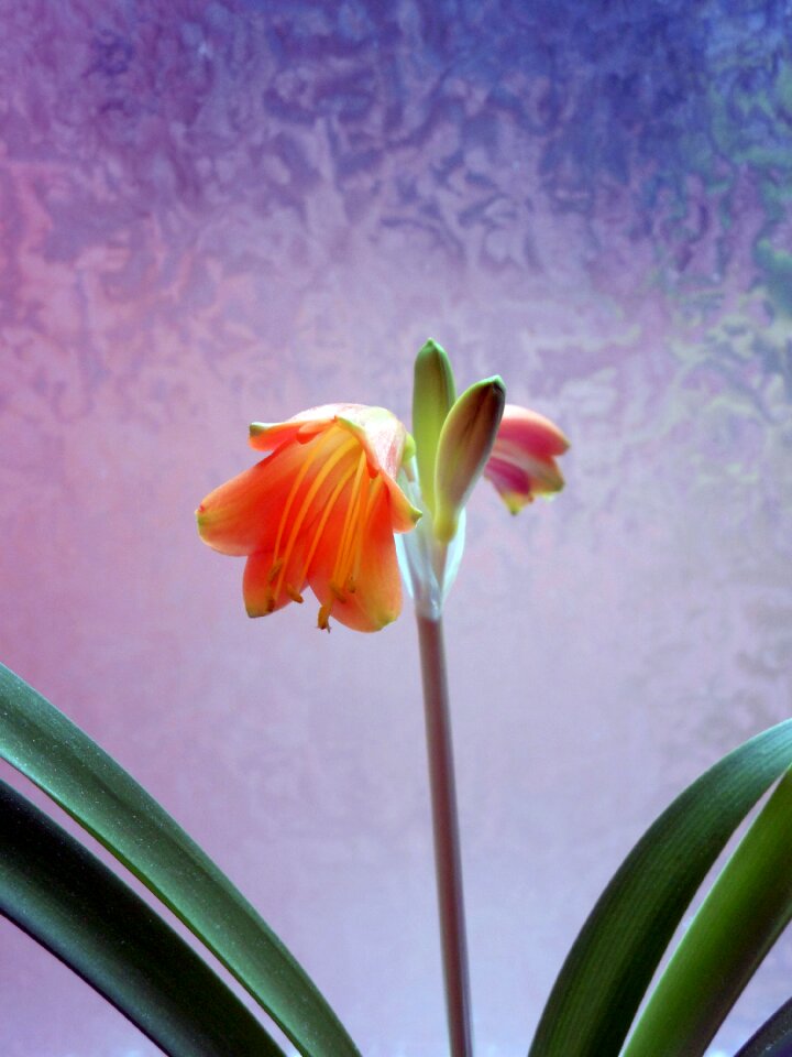Amaryllis plant inflorescence plant