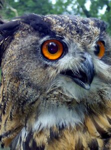 Feather expression bird