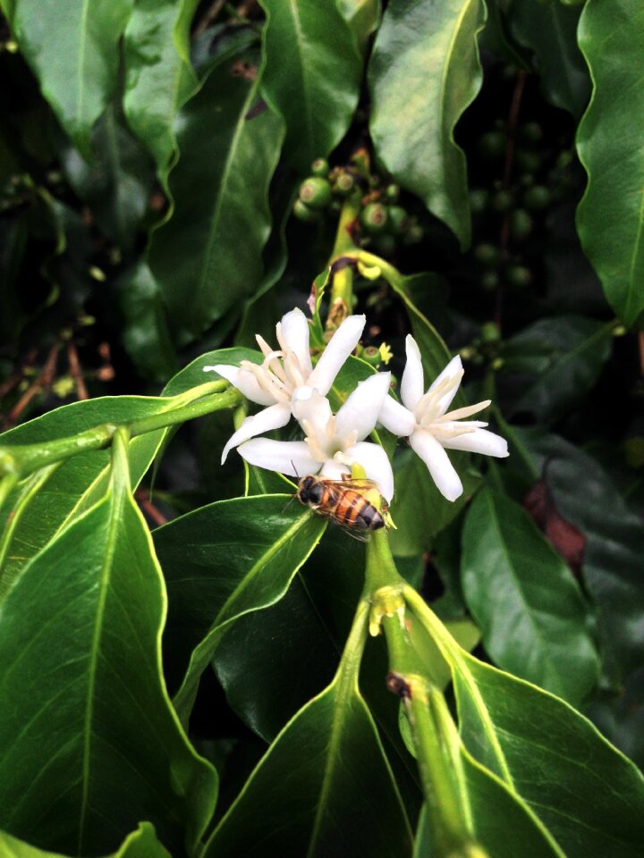 Flower coffee flowering of the coffee