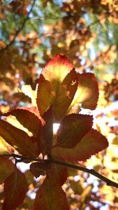 Sunshine the leaves light and shadow