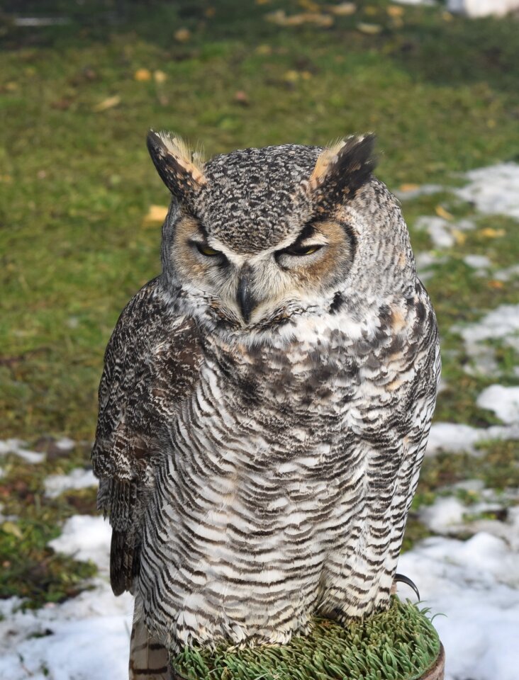 Owl animal nature