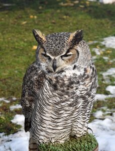 Owl animal nature