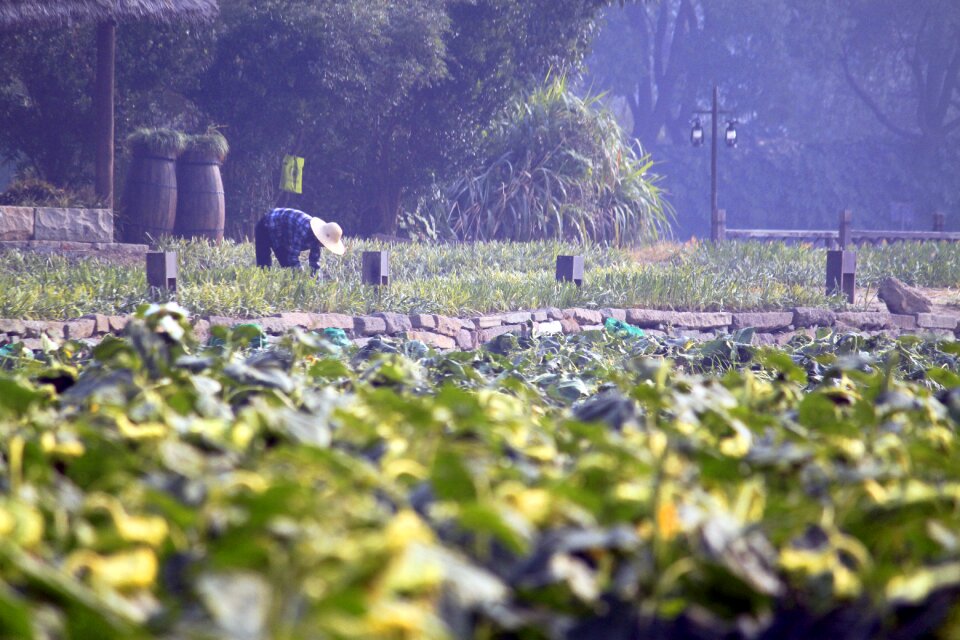 Green old landscape