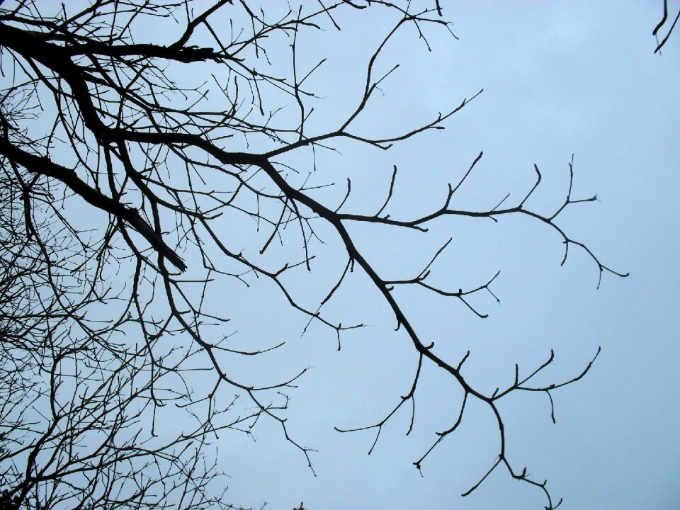 Dry tree autumn landscape