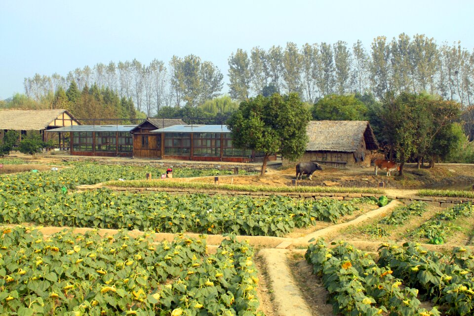 Green old landscape