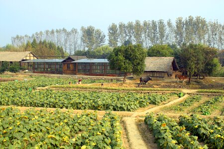 Green old landscape