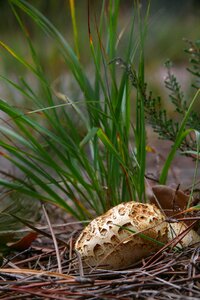 Mushroom autumn grass