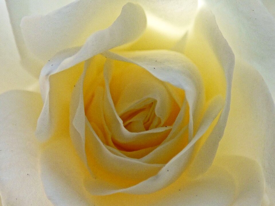 Floral romantic rose