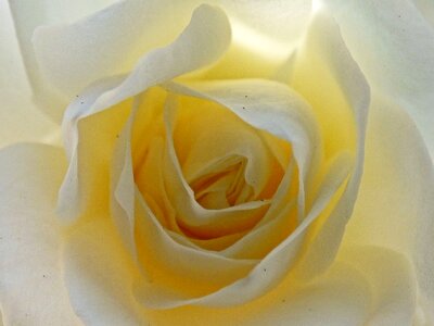 Floral romantic rose