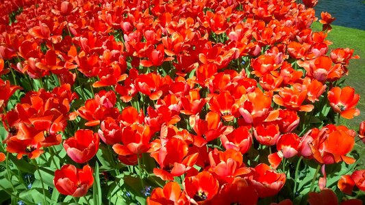 Netherlands bulb