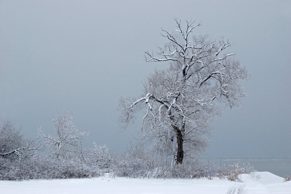 Fog season white photo