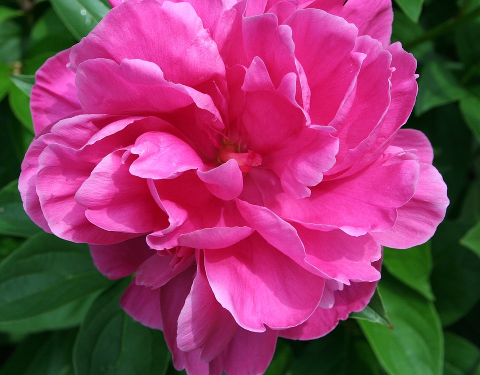 Blossom bloom petal