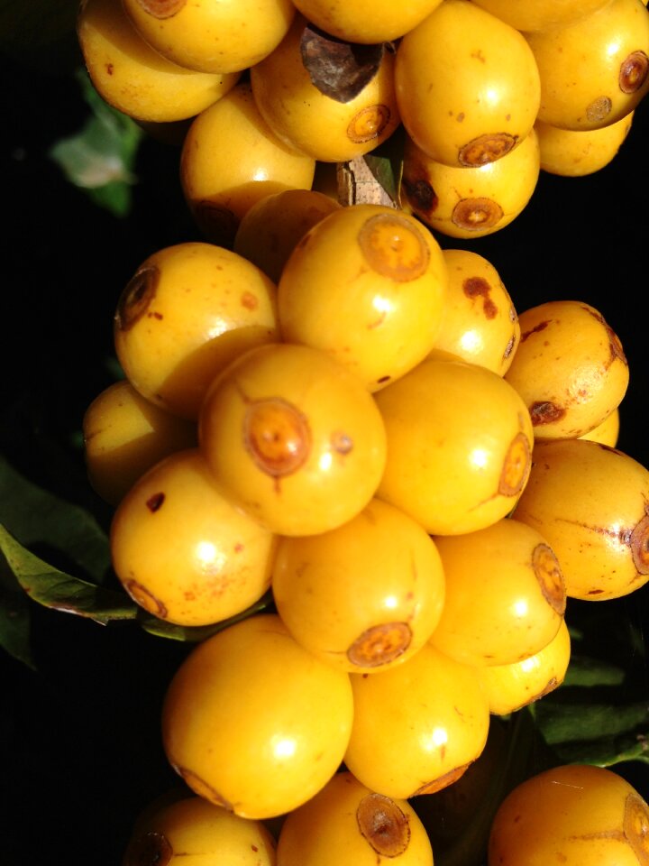 Mature tropical fruit coffee