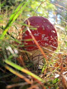 Forest toxic red fly agaric mushroom photo