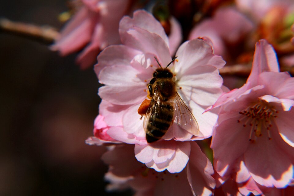 Bee macro cherry blossom