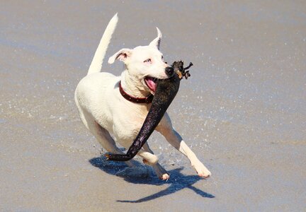 Batons beach fun photo