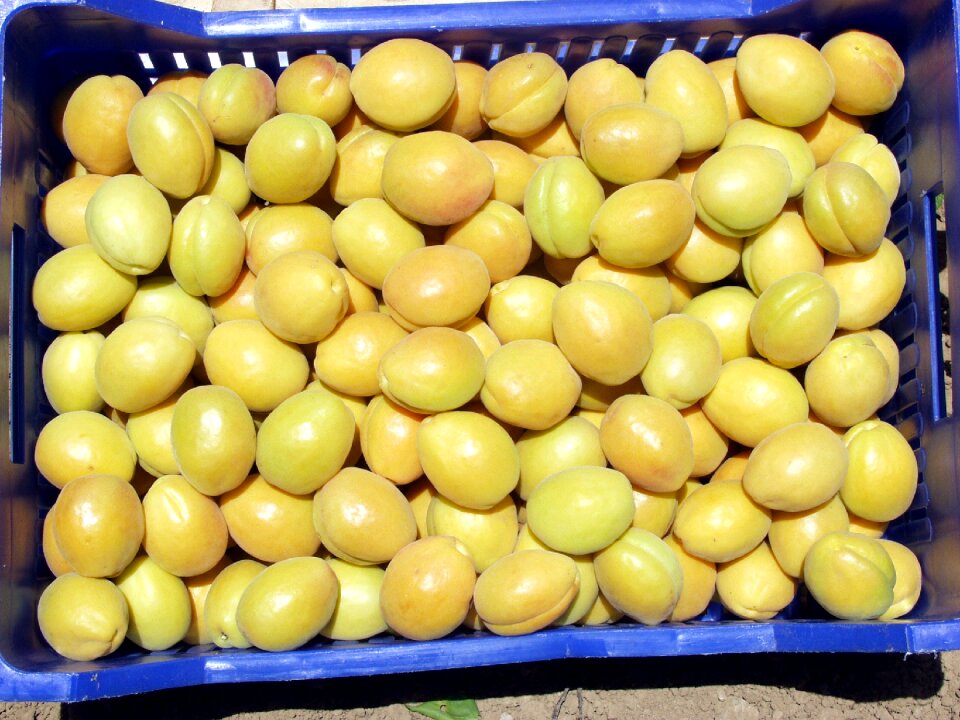 Apricot the apricot hahn