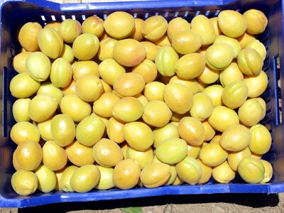 Apricot the apricot hahn