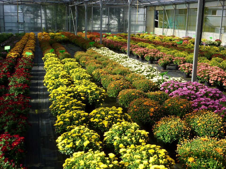 Horticulture chrysanthemum color