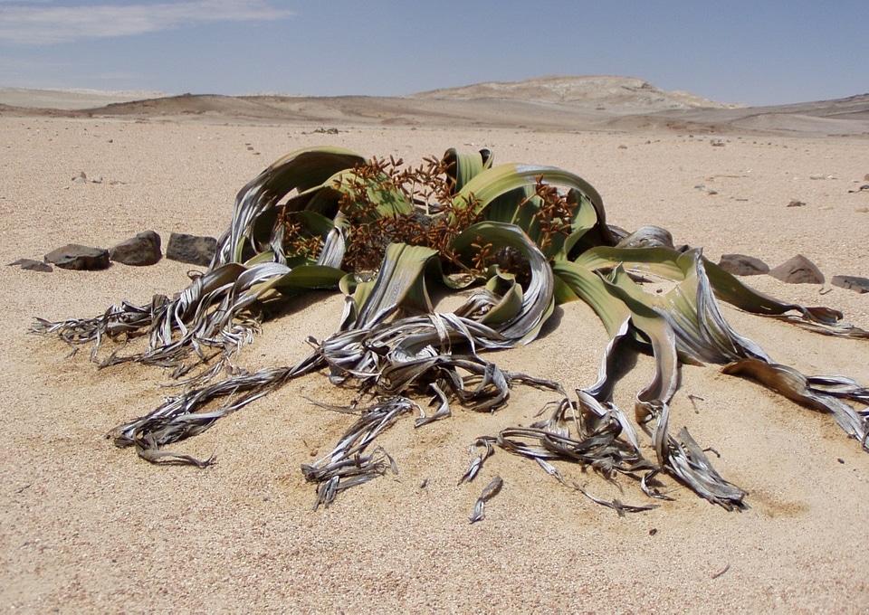 Desert plant drought desert